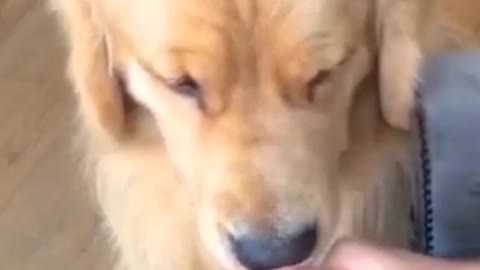 Dog's Funny Reaction To Money