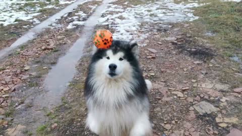 Watch Cute Husky Puppy Unique Way To Play with Ball Dog Training 2022