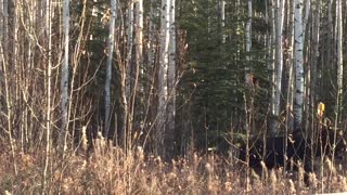 Calling a non-legal bull moose right to the truck