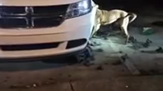 Frustrated Dog Tries To Bite The Bumper Off A Car After Chasing Some Cats