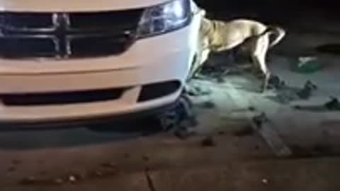 Frustrated Dog Tries To Bite The Bumper Off A Car After Chasing Some Cats