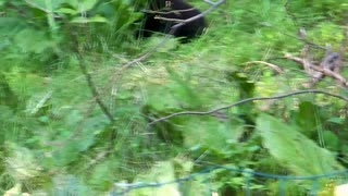 Black Bears in Sparta New Jersey