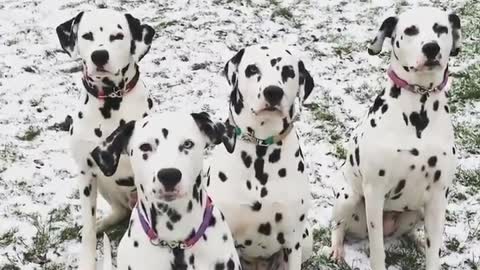 Dalmatians pose for photo