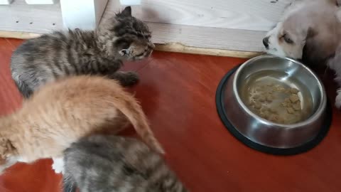 1-month-old kitten meeting 1-month-old puppy for the first time!