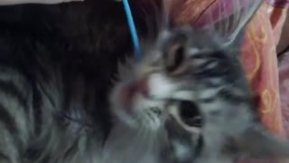 brushing kitten teeth