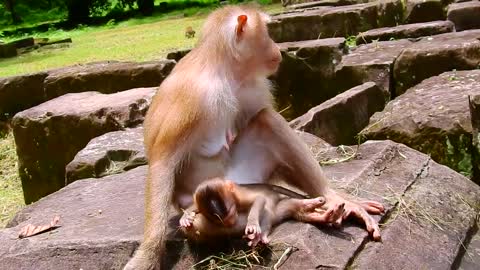 Mommy checking her baby funny monkey videos, latest, updated, viral and fyp