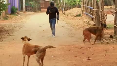 Dog Funny pranks and very funny Movement