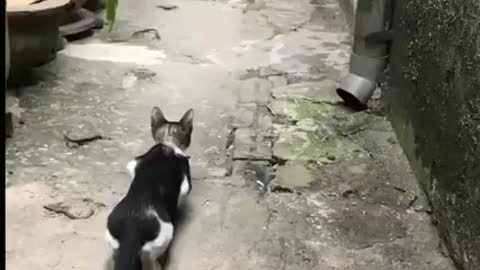 Catching the bird in 3 seconds