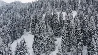 pine-trees-in-the-winter