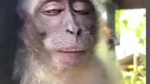 Funny Monkey Smile😂🐒 -- #funny #monkey #shorts.mp4