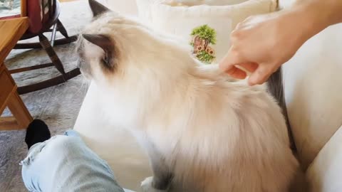 Cutest Cat Meowing for Cuddles - Ragdoll Pistache