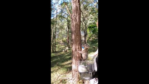 cute koala climbing a tree with her baby on her back