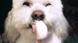 White dog licks ice cream boomerang