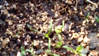 Ammi Visnaga. took 2 weeks to germinate!