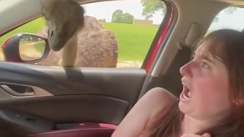 Must watch 😳! The Ostrich wanted her for lunch 🤣🤣