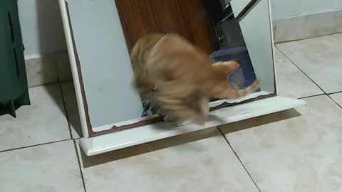 Gatito juega con su reflejo