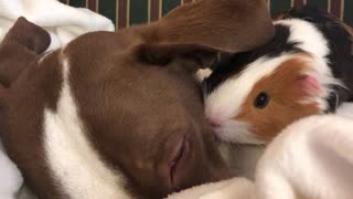 A hamster cuddles a brown dog on a bed