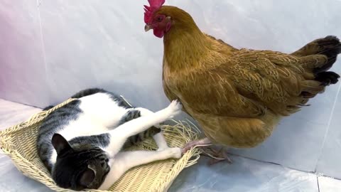 The kitten is very angry! It's so funny and cute! The hen insisted on sleeping with the kitten😂
