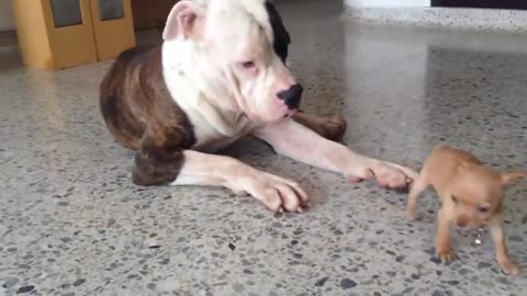 Tiny Chihuahua Puppy Adorably Teases Sleepy American Bulldog