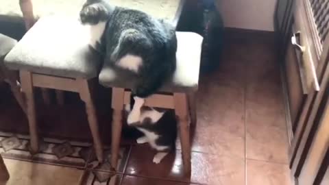 Funny cats - try to catch my tail 😜