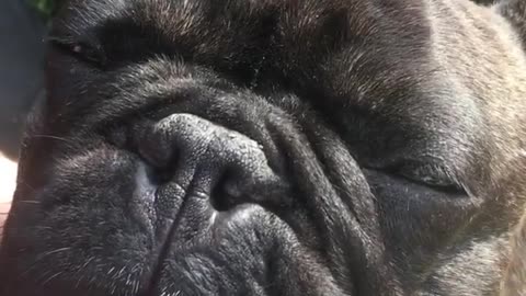 Collab copyright protection - black french bulldog scratched neck