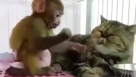 This monkey is a little bold, he dares to pull out the cat's whiskers