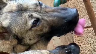 Thirsty Dog Drinking Water | 🐶 With Friend