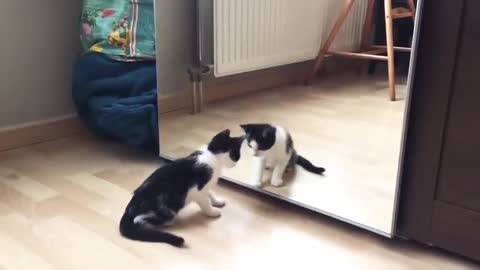 Cat palying with mirror