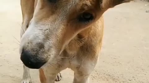 Cute dog much funny moments videos 🐕😂😆