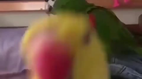 Funny Parrots Videos