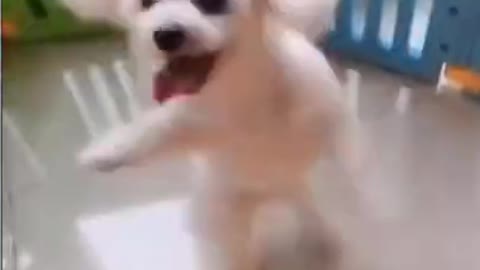 Dancing cute Puppy Dog