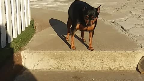 Pet Dog To Go Down The Stair Steps