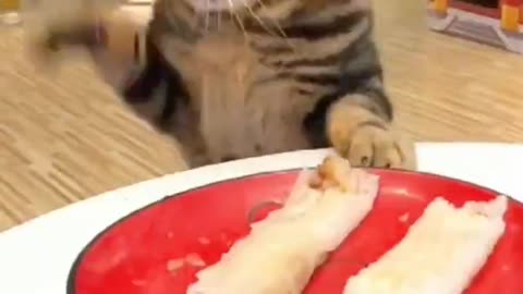 You are really greedy little cat, all kinds of food can not eat, the master is not at home?