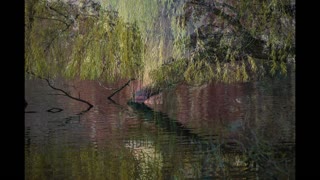The Willow Weeps