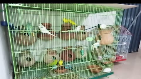 MY Beautiful Parrots | Daily Routine | 21-Oct-23