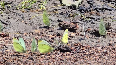 Butterflies dancing around on the riverbank / Beautiful butterflies on the river.