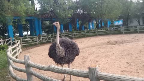 This is a friendly ostrich saying hello to me