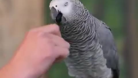 Einsteinparrot Parrots