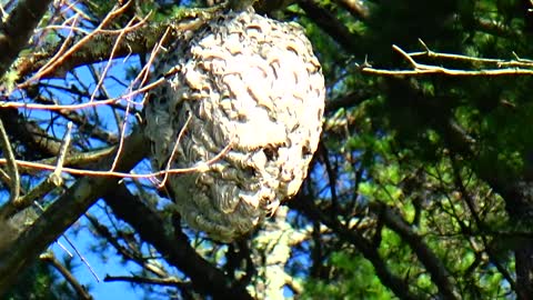 Wasp Nest