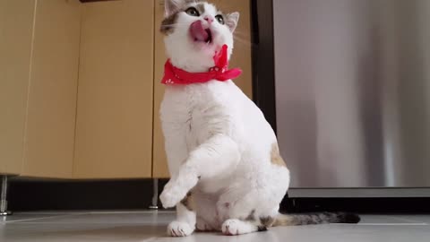 Cat drool - Very funny cat