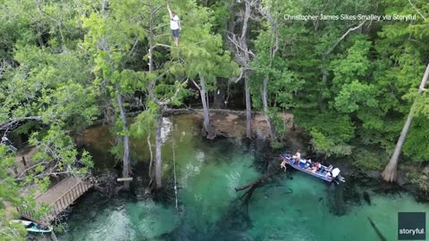 guy falls from from tree hitting branches before landing in water.