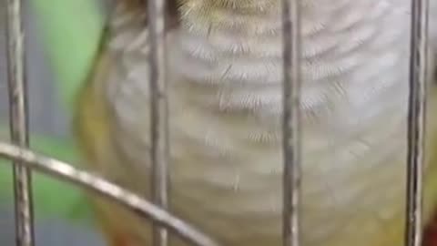 Lovely and Funny Animals Cute Parrot Funny Parrot video Clip