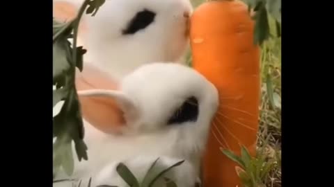 Cute baby animals Videos Compilation cute moment of the animals