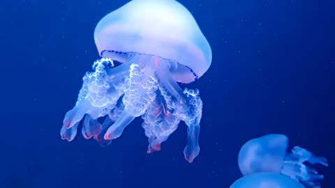 JELLYFISH