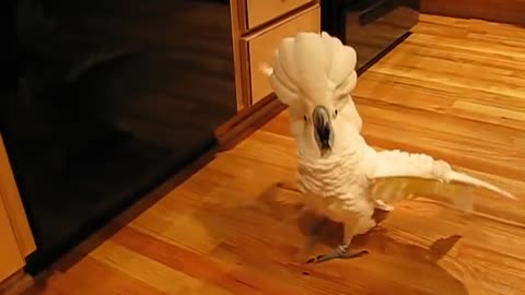umbrella cockatoo going mad in kitchen floor. but a happy bird
