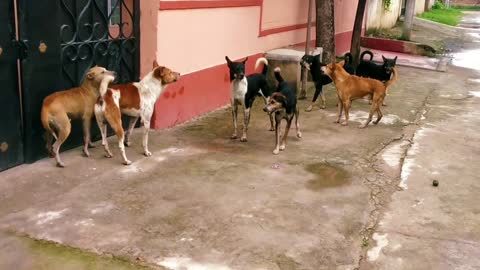 STREET DOG FIGHT __ DOG FIGHT VIDEO _dog2_DOGS BARKING