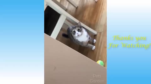 Funny and Cute Videos of Cat with Their Owner