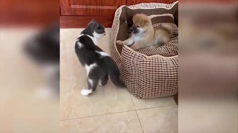 Funny Cats !!!