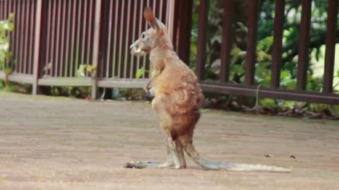Cute little kangaroo
