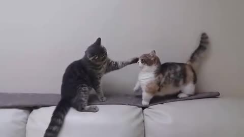 Cat fighting with small arms